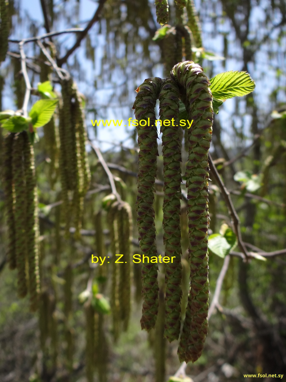 Ostrya carpinifolia Scop.